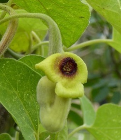 Wooly Dutchman's Pipevine, Common Dutchman's Pipevine, Aristolochia tomentosa